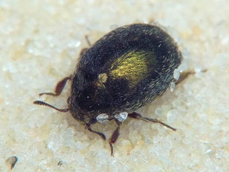 Morychus aeneus (Fabricius, 1775)